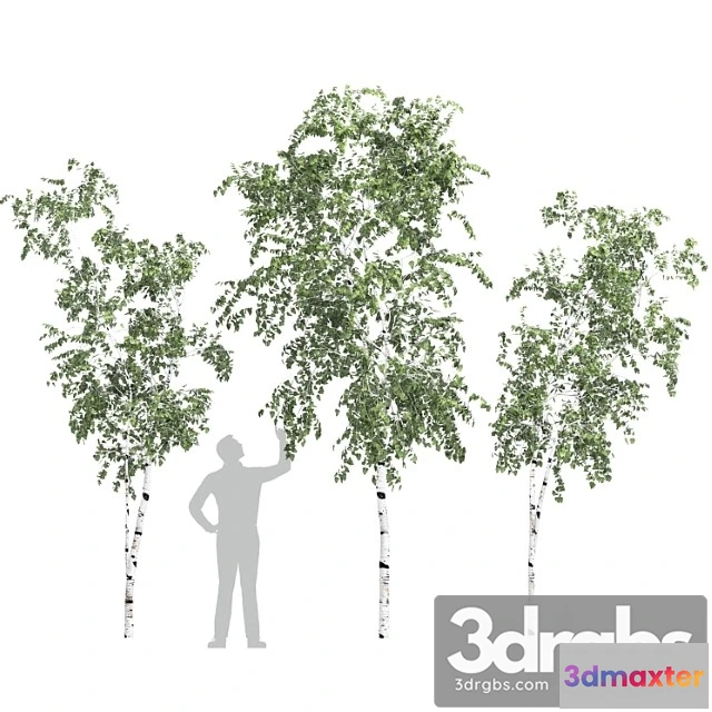 1064222 - Birch tree set 9