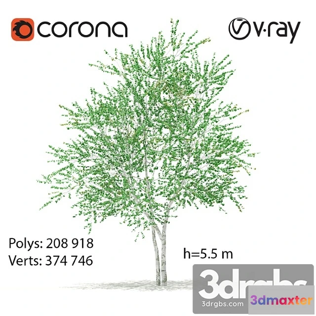 1064224 - Birch tree