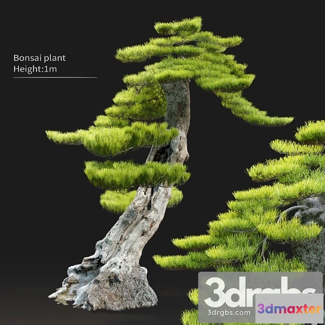1064242 - Bonsai plant - No.3