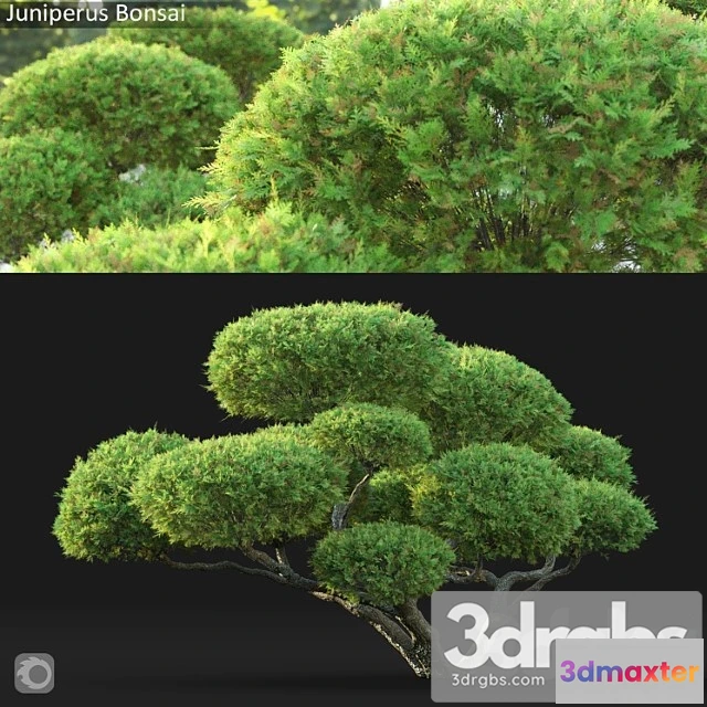 1064248 - Bonsai - No.2