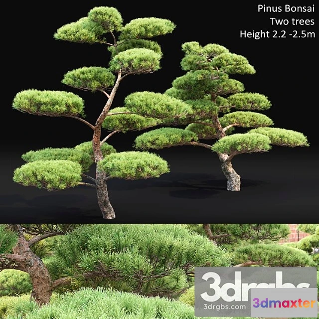 1064250 - Bonsai_3 - No.2