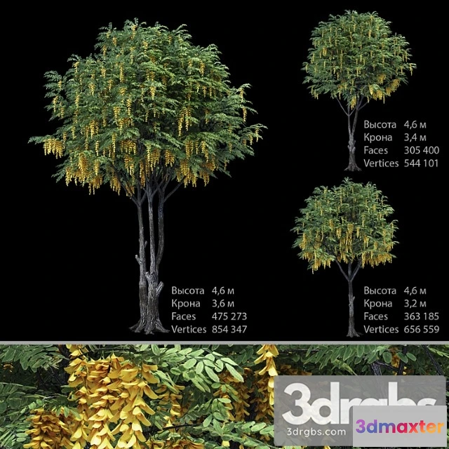 1064256 - Caragana (yellow acacia)