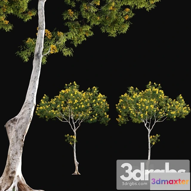 1064260 - Cassia splendida - golden wonder senna