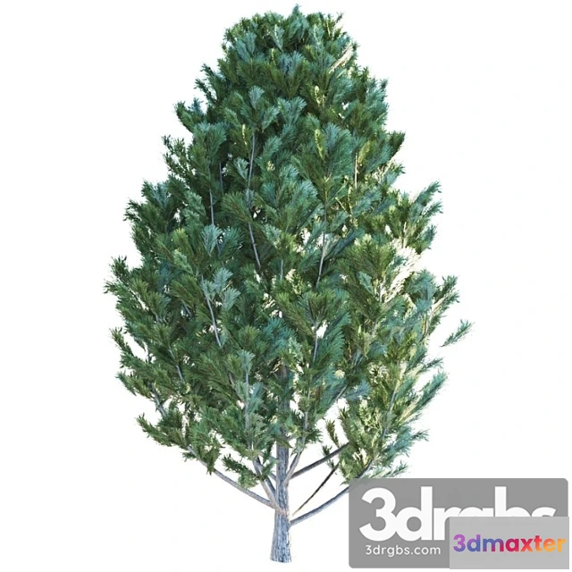 1064262 - Cedar pine