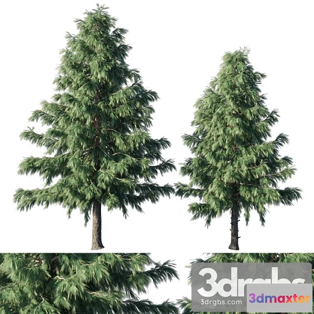 1064264 - Cedrus deodara 03