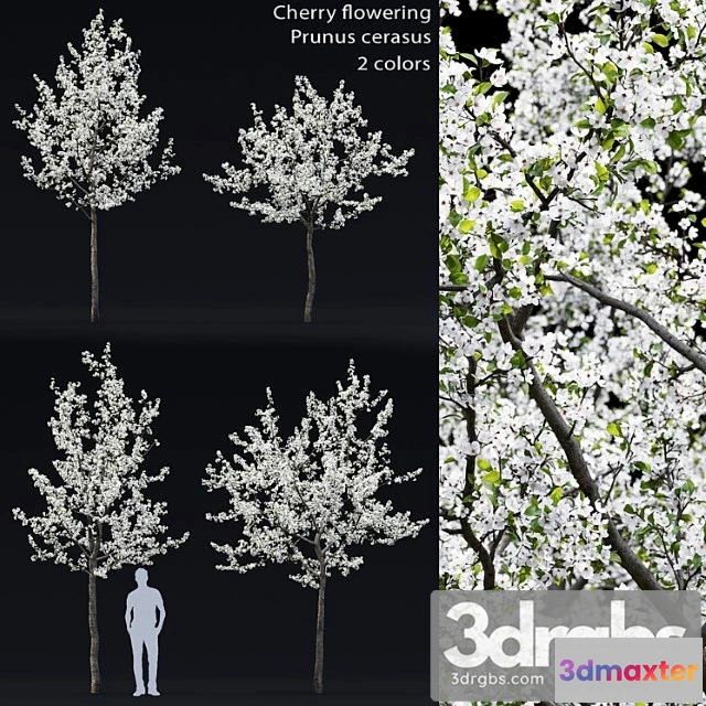 1064266 - Cherry flowering