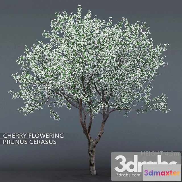 1064270 - Cherry-tree flowering (cerasus)