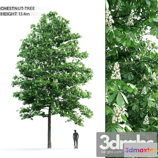 1064276 - Chestnut 3