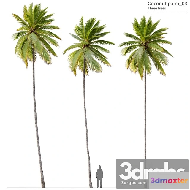 1064282 - Coconut palm 03