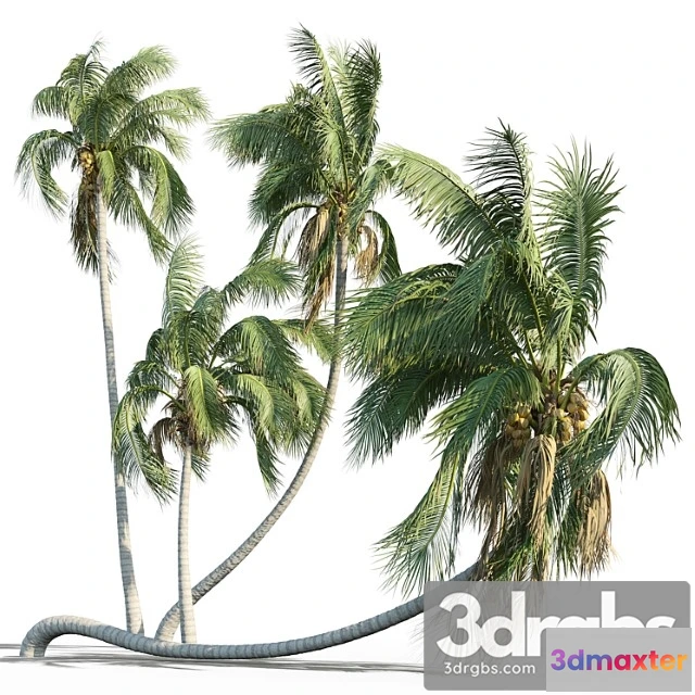 1064284 - Cocos nucifera (coconut tree)