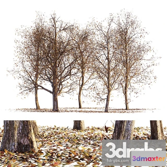 1064286 - Collection of dry autumn trees 001 - No.2