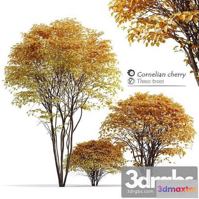 1064292 - Cornelian cherry