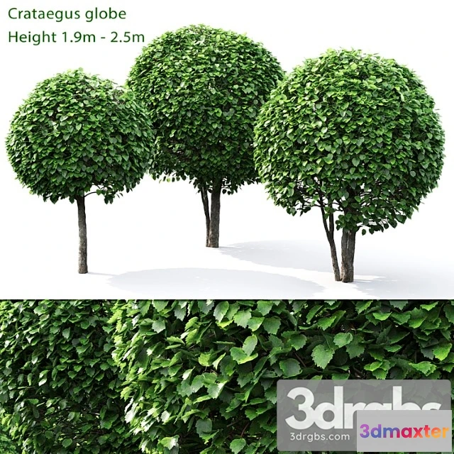 1064294 - Crataegus globe