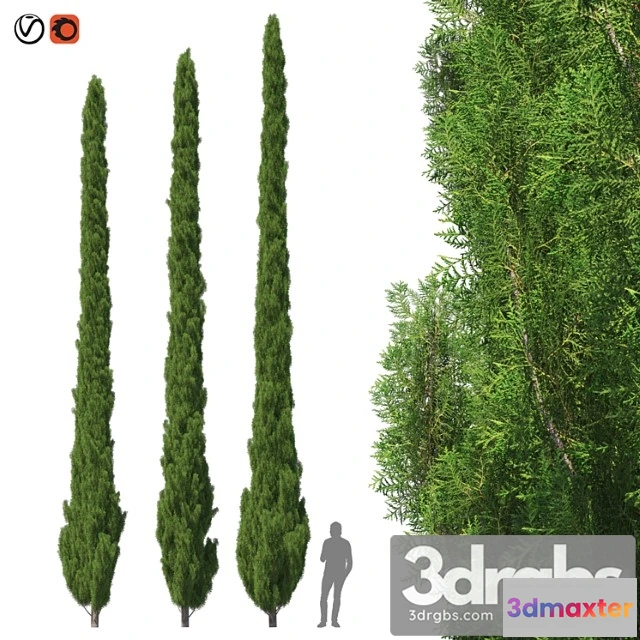 1064300 - Cupressus 9-10m