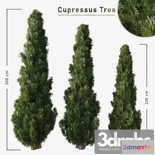 1064302 - Cupressus tree