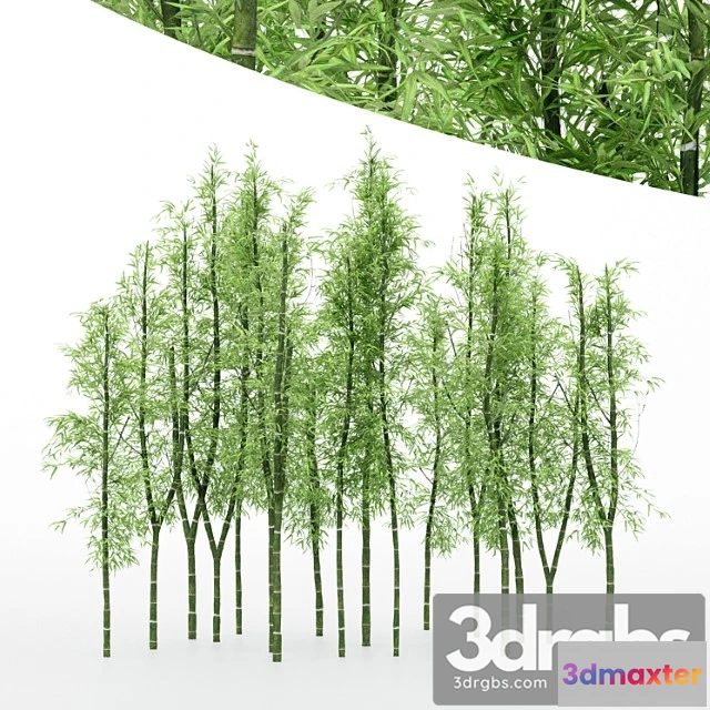 1064308 - Diffrent tree bamboo cluster