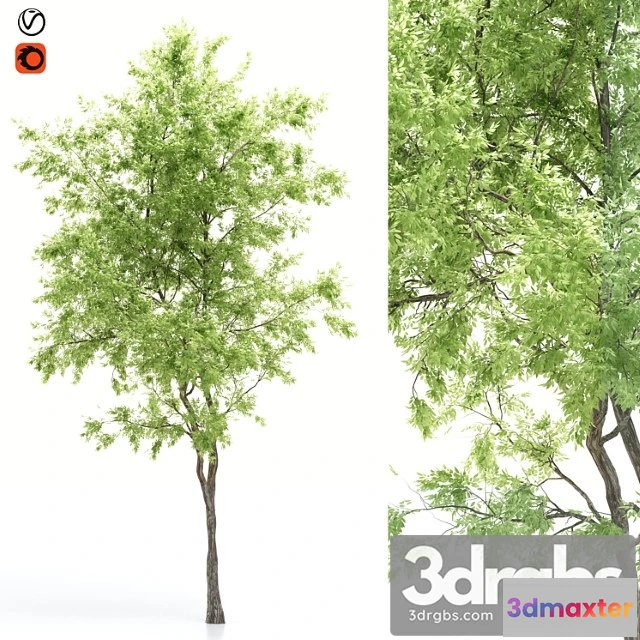 1064310 - Elder tree