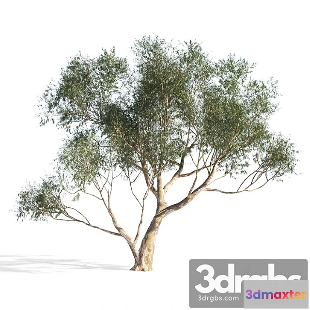 1064322 - Eucalyptus 6