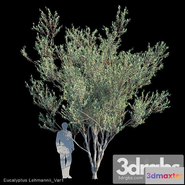 1064326 - Eucalyptus lehmannii var1