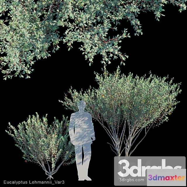 1064328 - Eucalyptus lehmannii var3