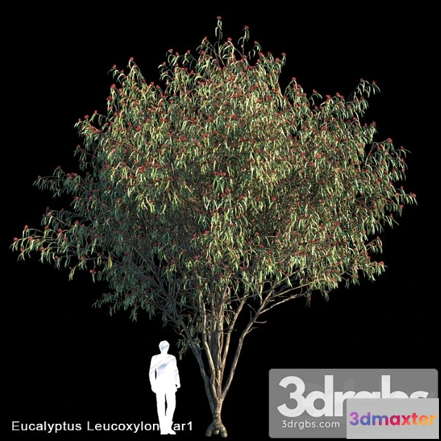 1064330 - Eucalyptus leucoxylon var1