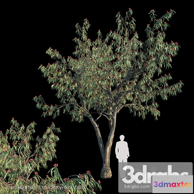 1064332 - Eucalyptus leucoxylon var3