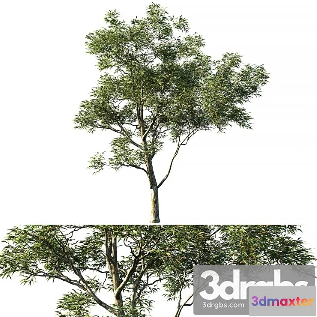 1064336 - Eucalyptus saligna 03