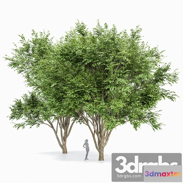 1064342 - European beech 2 trees