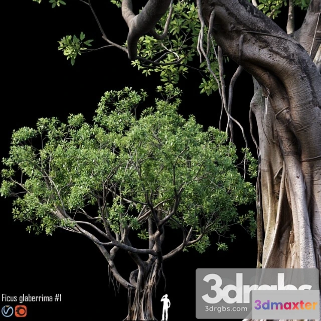 1064346 - Ficus - No.2