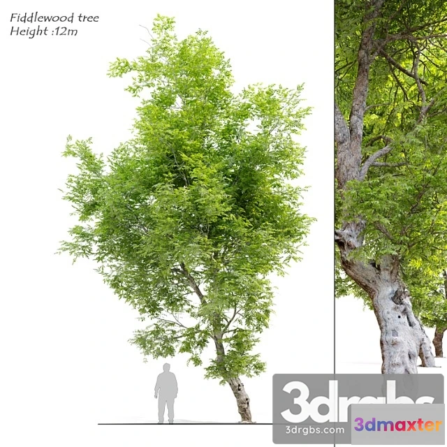 1064348 - Fiddlewood tree 2