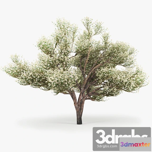 1064350 - Flowering Apple Tree