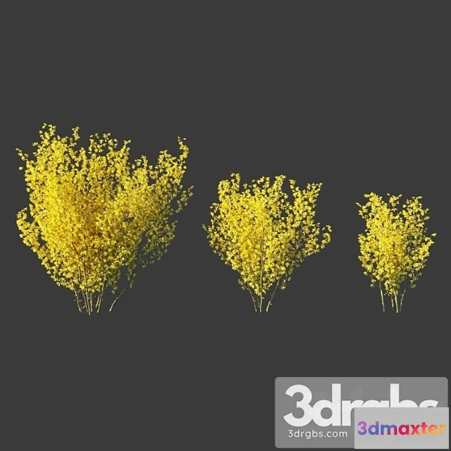 1064352 - forsythia intermedia