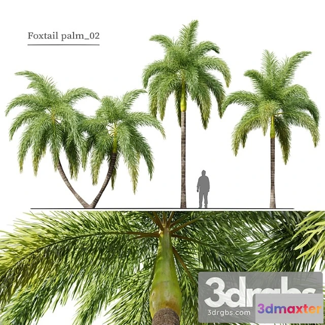 1064354 - Foxtail palm 02