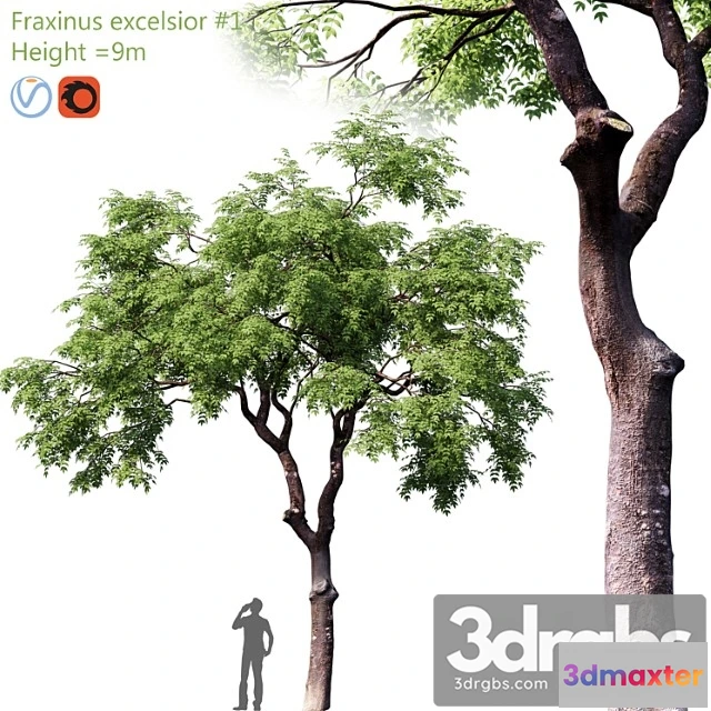 1064362 - Fraxinus excelsior