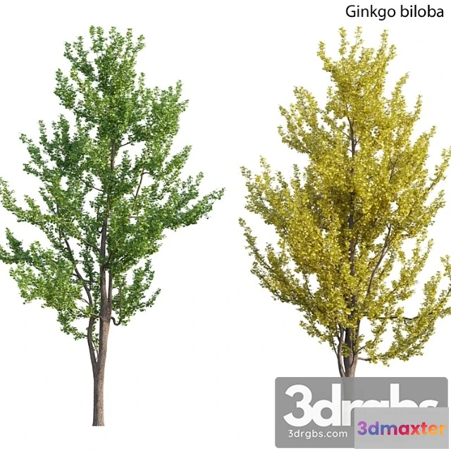1064372 - Ginkgo biloba