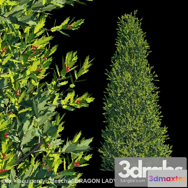 1064378 - Ilex × aquipernyi meschik dragon lady - No.2