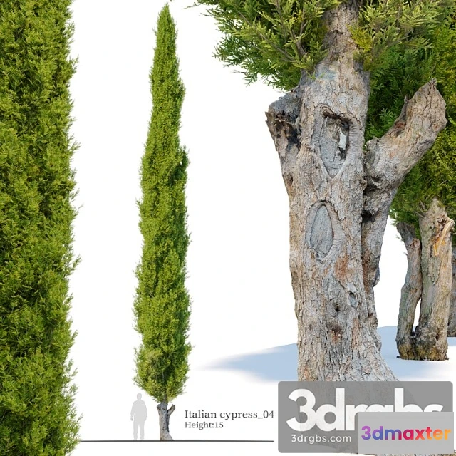 1064384 - Italian cypress 04