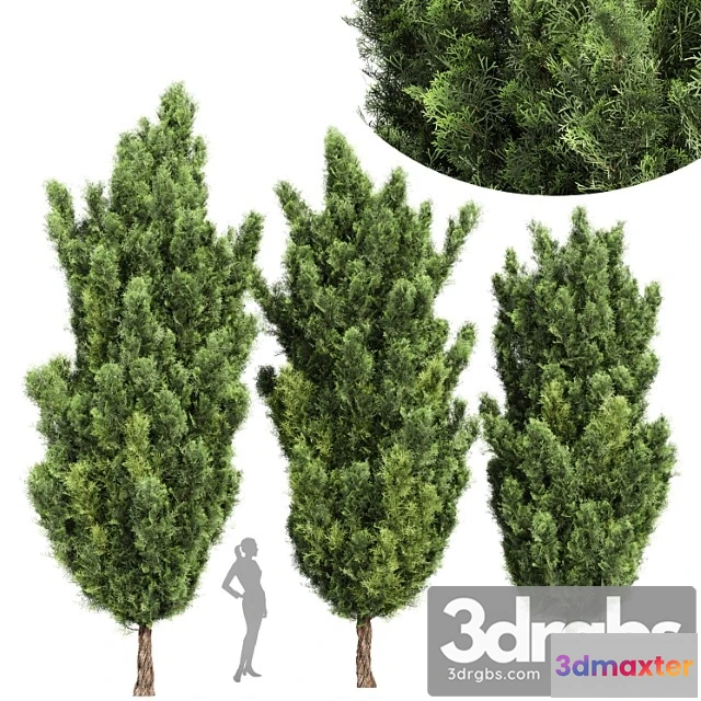 1064386 - Italian cypress high details 3trees