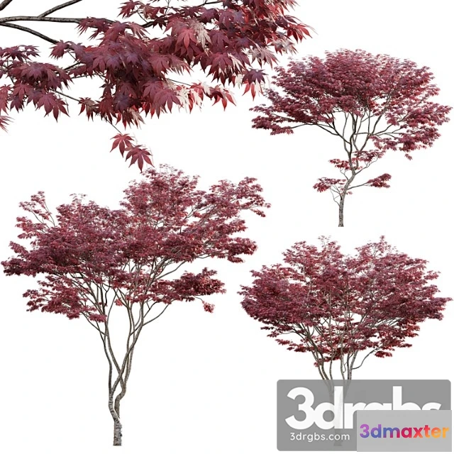 1064394 - Japanese maple - acer palmatum 01