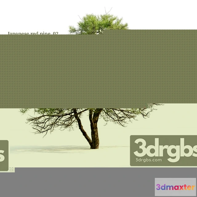 1064398 - Japanese red pine 02