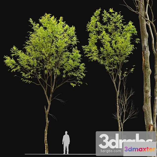 1064400 - Jungle trees set