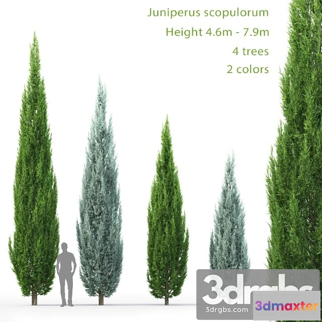 1064404 - Juniperus_3