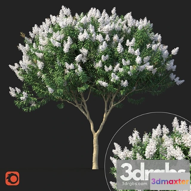 1064408 - Lagerstromia tree with white flowers no 1 corona