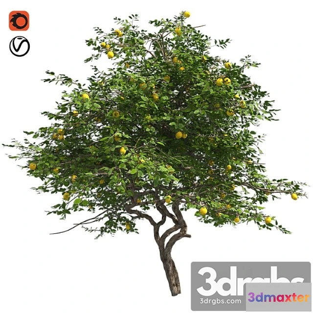 1064410 - Lemon tree with fruits and blossom