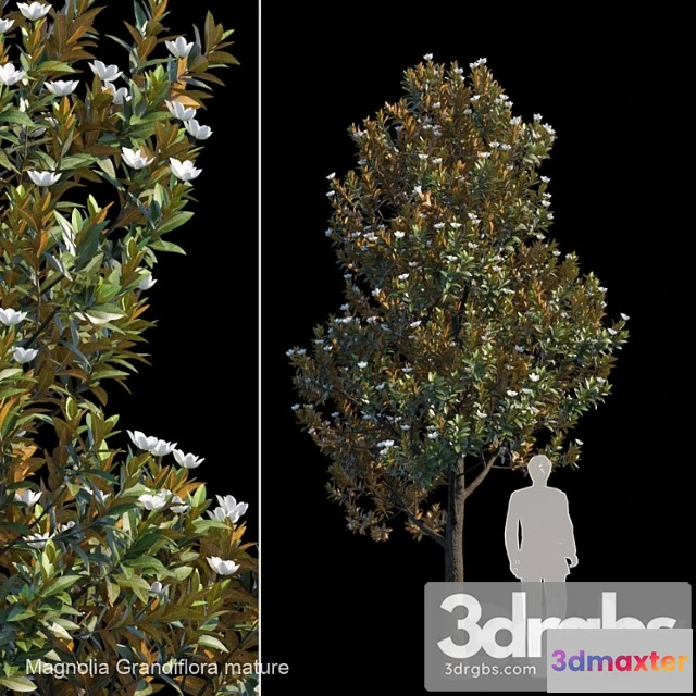 1064422 - Magnolia grandiflora mature