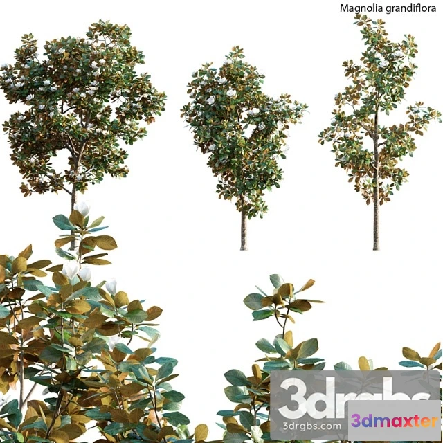 1064424 - Magnolia grandiflora
