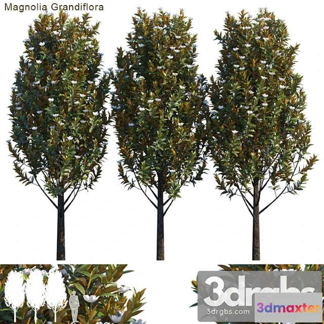 1064426 - Magnolia grandiflora_3