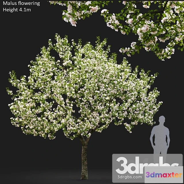 1064428 - Malus flowering _1