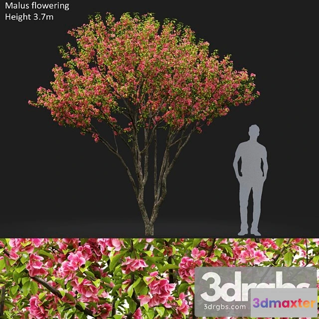 1064430 - Malus flowering _2