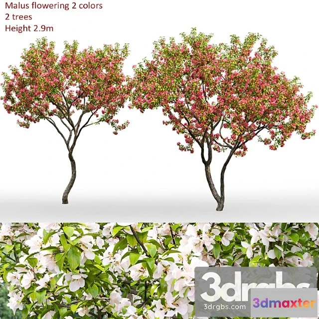 1064432 - Malus flowering _3